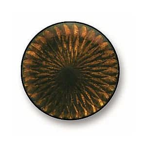 Transparent Light Brown