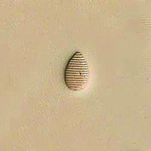 PEAR SHADER LEDERSTEMPEL - P216