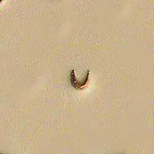 MULEFOOT LEDERSTEMPEL - U851