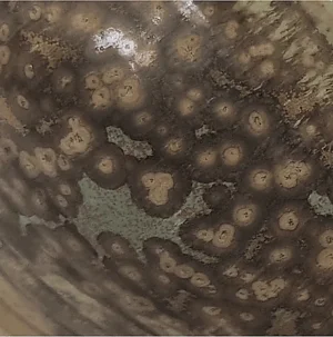 F650 - 
Smoky Quartz